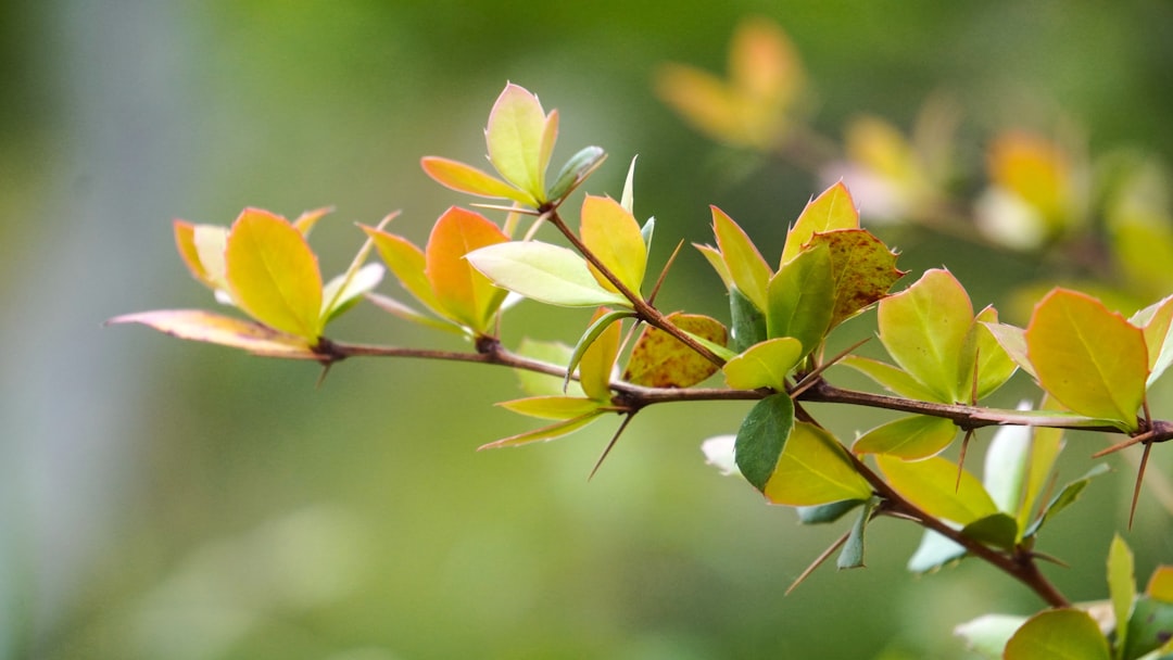 Wajong-uitkering en trouwen: wat verandert er als je gaat samenleven?