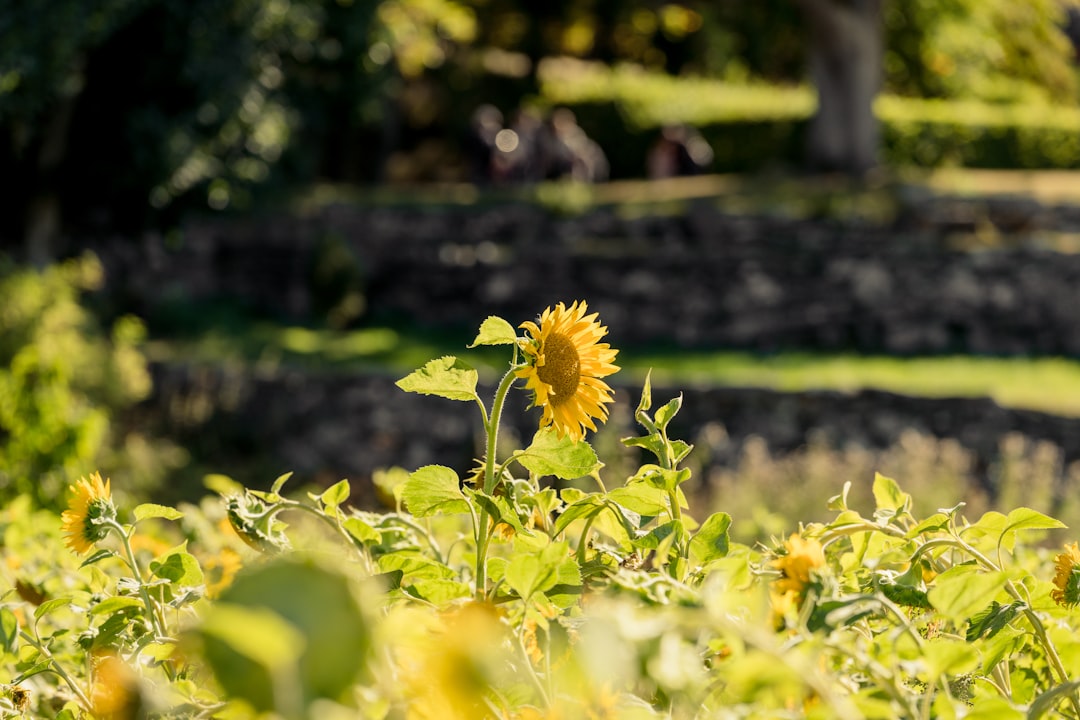 Alles wat je wilt weten over de houdbaarheid van geopende zonnebloemolie
